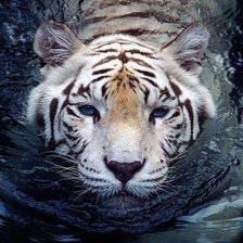 тигр в воде