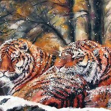 снежные тигры
