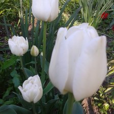 Схема вышивки «белый тюльпан»