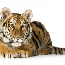 Схема вышивки «Тигр на белом фоне»