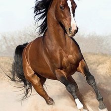 Схема вышивки «Арабская лошадь»