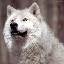 Оригинал схемы вышивки «Белый волк» (№356525)