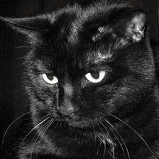 Оригинал схемы вышивки «Черный-черный кот» (№363641)
