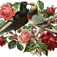Схема вышивки «розы и голуби»