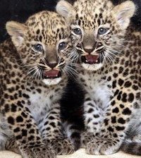 Схема вышивки «детеныши леопарда»