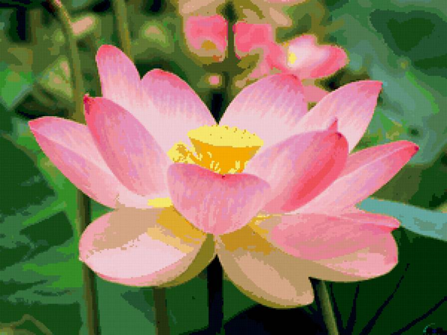 Розовый лотос - цветы - предпросмотр