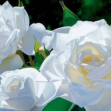 Оригинал схемы вышивки «Белые розы» (№370406)