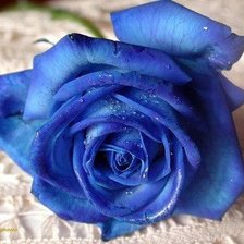 Оригинал схемы вышивки «синия роза» (№377701)