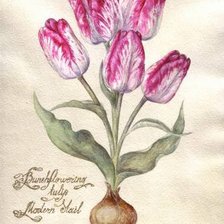 Схема вышивки «тюльпаны из книги 1»
