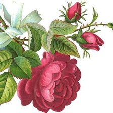 Схема вышивки «красная роза»