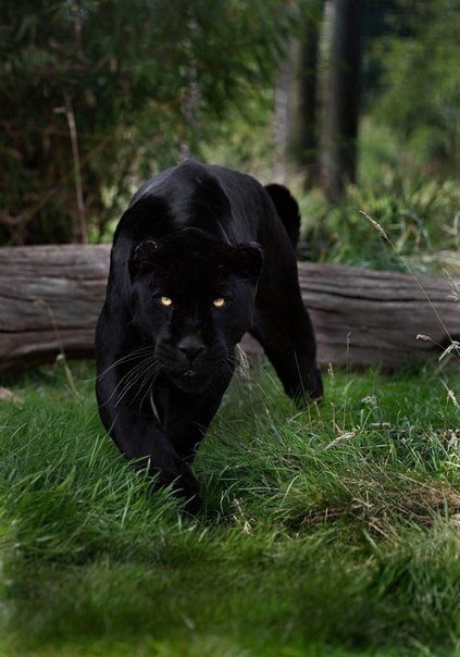 пантера - кошки, глаза, кот, черный кот, пантера, кошка, животные - оригинал
