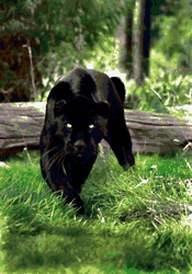 пантера - кот, животные, черный кот, пантера, кошка, глаза, кошки - предпросмотр