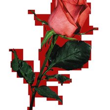 Оригинал схемы вышивки «роза» (№389286)