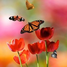 Схема вышивки «бабочки и тюльпаны»