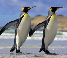 Схема вышивки «два пингвина»