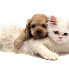 Схема вышивки «щенок и кошка»