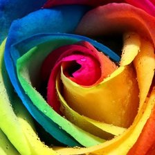 Схема вышивки «радужная роза»