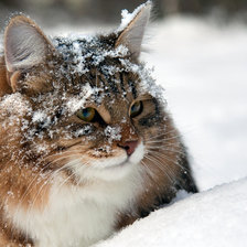 Схема вышивки «Кот в снегу»