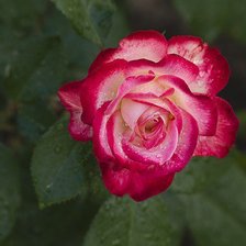 Оригинал схемы вышивки «роза» (№398294)
