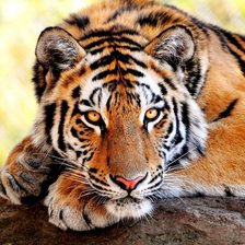 Схема вышивки «Задумчивый тигр»