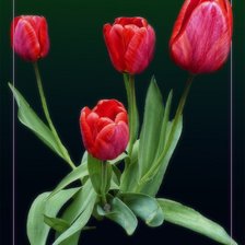Оригинал схемы вышивки «тюльпаны» (№403054)