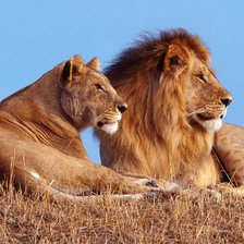 Семья лвов