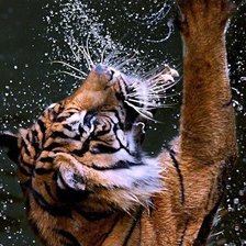 Схема вышивки «тигр и вода»