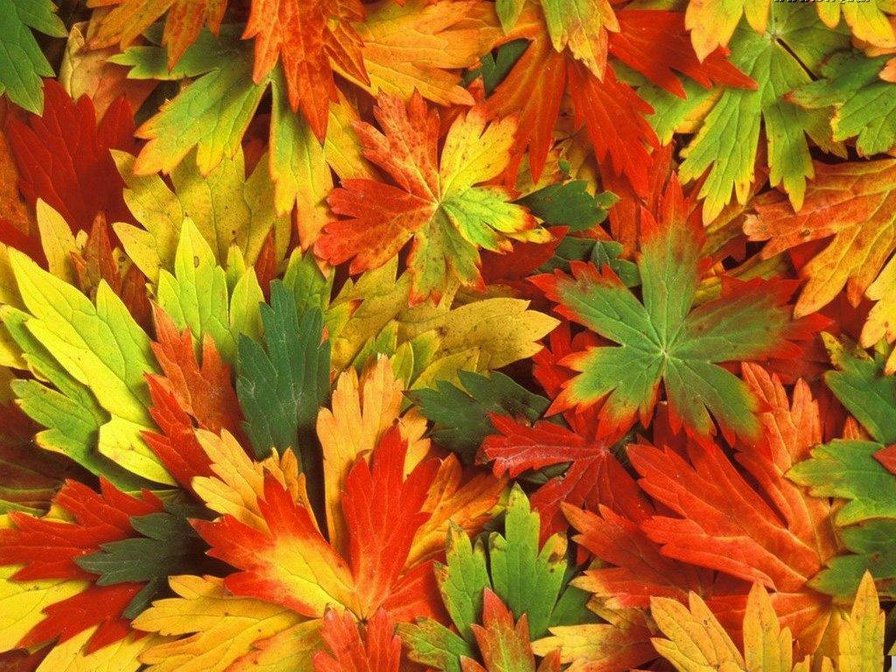 Листья, осень - оригинал