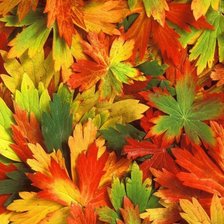 Оригинал схемы вышивки «Листья, осень» (№406670)