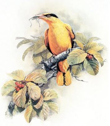Серия "Птицы" - растение, природа, птицы - оригинал