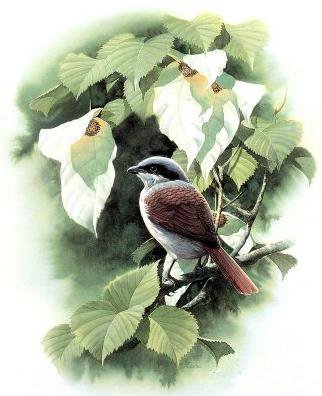 Серия "Птицы" - птицы, природа, растение - оригинал