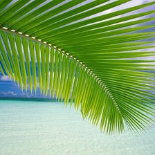 Схема вышивки «океан и пальма»