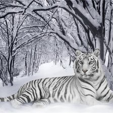 Оригинал схемы вышивки «белый тигр на снегу» (№408500)