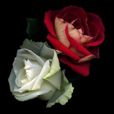 Схема вышивки «белая и красная розы на черном»
