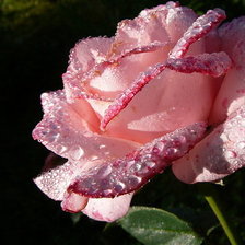 Оригинал схемы вышивки «роза в росе» (№415590)