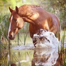 Схема вышивки «конь в воде»