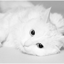 Оригинал схемы вышивки «белый кот» (№416282)