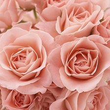 Схема вышивки «прекрасные розы»