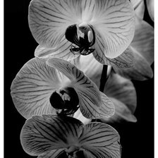 Схема вышивки «Черные орхидеи»