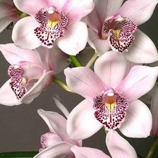 Схема вышивки «Нежная орхидея»