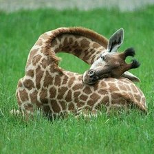 Схема вышивки «Спящий жираф»