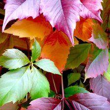 Схема вышивки «Осенние листья шумят и шумят в саду...»