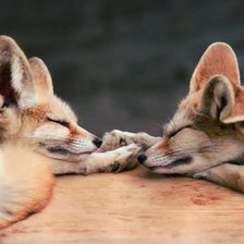 Схема вышивки «Спящие лисы»