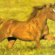 Схема вышивки «Золотой конь»