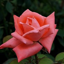 Оригинал схемы вышивки «роза» (№426679)