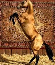 красивые лошади (подборка),ахалтекинский жеребец