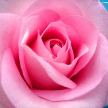 Оригинал схемы вышивки «роза розовая» (№430356)