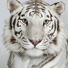 Схема вышивки «портрет тигра 2»