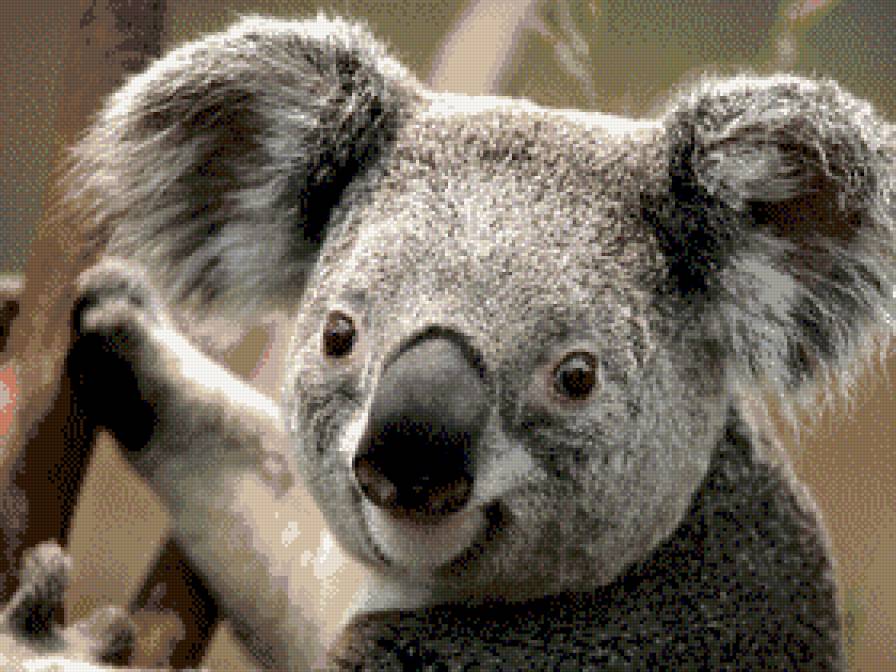 коала - коала, животные - предпросмотр