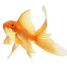 Рыбка золотая